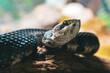 Venomous Snake Close Up |50 Mega Pixel Close Up | Sony Alpha 1