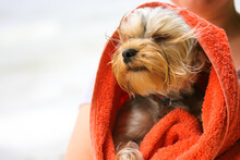 Cute Little Yorkshire Terrier Dog In A Red Terry Towel After A Swim On A Bank Of A River, Sea. Funny Puppy Resting On A Coast At Summer Windy Day. Happy Wet Pet Getting Dried. Place For Text. Canine.