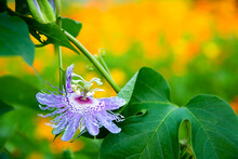 Beautiful Purple Passion Flower Or Passion Vine (Passiflora Incarnata) Blooming In The Summer Garden. Natural Soft Green And Yellow Background With Copy Space.