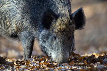 Wall Mural - male boar in an autumn forest looks for acorns in a fallen leaf