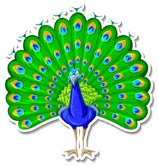 Canvas Print - Peacock bird animal cartoon sticker