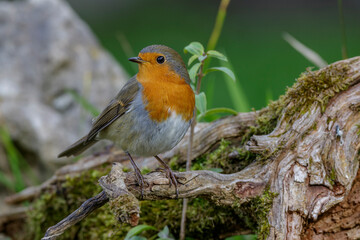 Wall Mural - Rotkehlchen (Erithacus rubecula)