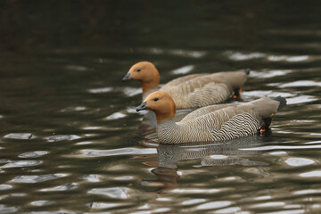 Poster - Two Ruddy-headed Geese, Chloephaga rubidiceps,  swimming on a pond at the London wetland wildlife reserve.