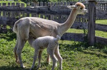 Momma Alpaca Feeding Her Baby