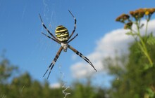 Argiope Wasp Spider On The Web On Blue Sky In The Garden