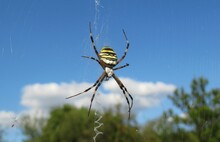 Beautiful Argiope Spider On The Web On Blue Sky Background