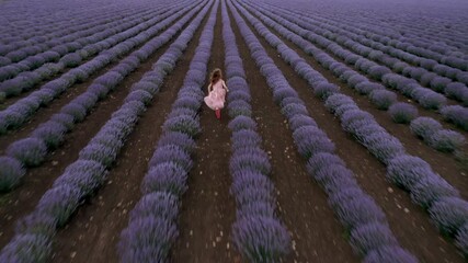 Wall Mural - drone flight above a little girl in a dress, running among a large blooming lavender field.