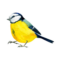 Blue Tit On An Isolated White Background, Watercolor Drawing. Yellow Bird