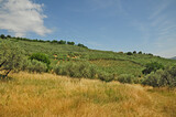 Fototapeta Sawanna - Paesaggio delle colline dell'Umbria a Spello