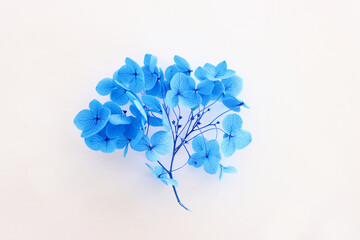 Wall Mural - Creative image of pastel blue Hydrangea flowers on white background. Top view