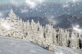 Fototapeta Na ścianę - amazing winter landscape with snowy fir trees
