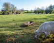 meadow with grazing beef cow in belgian ardennes near namur under blue sky