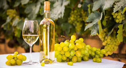 Wall Mural - ripe bunches of white grapes and glasses with wine on a table in a vineyard