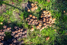 Group Of Small Mushrooms On Wet Green Grass