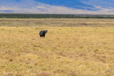 Fototapeta Sawanna - African buffalo or Cape buffalo (Syncerus caffer) in Ngorongoro Crater National Park in Tanzania. Wildlife of Africa