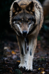 Poster - Portrait of a gray wolf in the forest