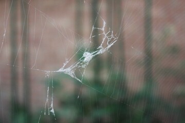 Broken cobweb 