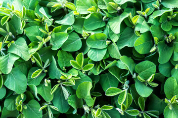 Soybean young plants in the field. Stems green soy plants in period of active growth. Background of soybean leaves. Top view