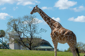 giraffe in the zoo