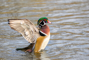 Wall Mural - Wood duck male Aix sponsa flapping his wings as he swims on Ottawa river in Canada