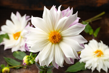 Wall Mural - Beautiful white dahlia flower with pink outer petals bouquet