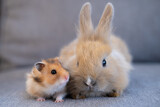 Fototapeta  - hamster and rabbit sitting side by side, animal friendship concept