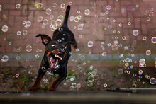 Doberman Pincher Jumping And Catching Bubbles Showing His Teeth