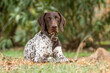 © ADDICTIVE STOCK - German pointer dog resting on grass