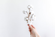 Woman Hand Holding Dried White Cotton Flower Isolated On White Background. Fabric Cloth Softness Natural Organic Farm Allergy Concept