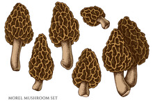 Vector Set Of Hand Drawn Colored Morel Mushroom