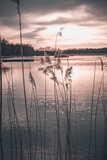 Fototapeta Krajobraz - Pejzaż zachodzącego słońca nad wodą, ciepłe kolory, trzcina pospolita przy brzegu