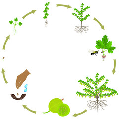 Wall Mural - Life cycle of a gooseberry plant on a white background.