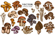 Badge Design With Colored Oyster Mushroom, Champignon, Honey Agaric, Shiitake, Porcini, Morel Mushroom, Chanterelle, Aspen Mushroom, Enoki , Shimeji, Black Chanterelle, Red Pine Mushroom, Portobello