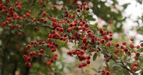 Sticker - bright red hawthorn berries in autumn