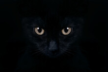 look from the dark, muzzle a cat on a black background, black kitten portrait close-up, friday 13th