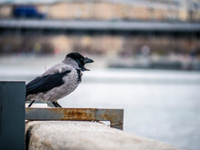 Gray Crow Or Hooded Crow Sitting On The Parapet Of Concrete Blocks Of The Embankment. Blur Background