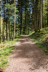 Fototapeta narrow path through the green and dark forest