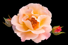 A Large Pink Rose Bud With Two Small Buds On A Black Background