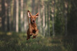 A beautiful dog vizsla runs through the forest