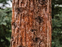 Texture Of Bark On Tree In Forest