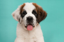 Saint Bernard Puppy Dog Portrait Looking At The Camera, On A Blue Background With Its Tongue Sticking Out
