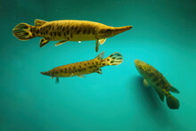 Bone Fish Prehistoric In A Freshwater Aquarium.