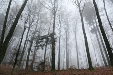 Poster - The misty and mysterious forest in late autumn