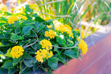 The Colorful Yellow Lantana Camara Blooms In The Garden In Clear Weather In A Wooden Flower Bed. Concentration Of Floristry. Growing Flowers.