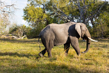 An Elephant With Tusks Walking Across Grassland 