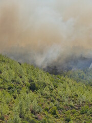 Wall Mural - forest fire in turkey