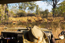 A Safari Guide In A Bush Hat At The Wheel Of A Jeep Watching A Small Group Of Impala Close By