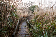 A Walkway Through The Reeds, Above The Soggy Ground And Marshes On A Riverbank. 