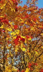 Wall Mural - rowan or mountain ash with bright red berries and yellow leaves