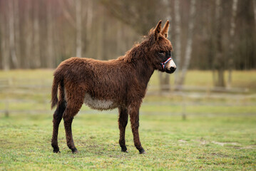 Canvas Print - Little donkey in the field in autumn